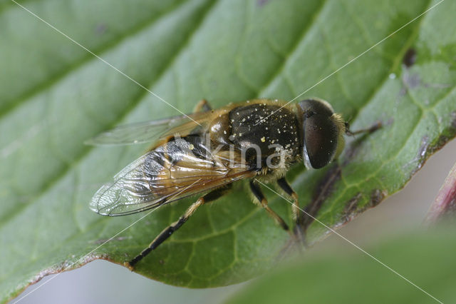 Kleine bijvlieg (Eristalis arbustorum)