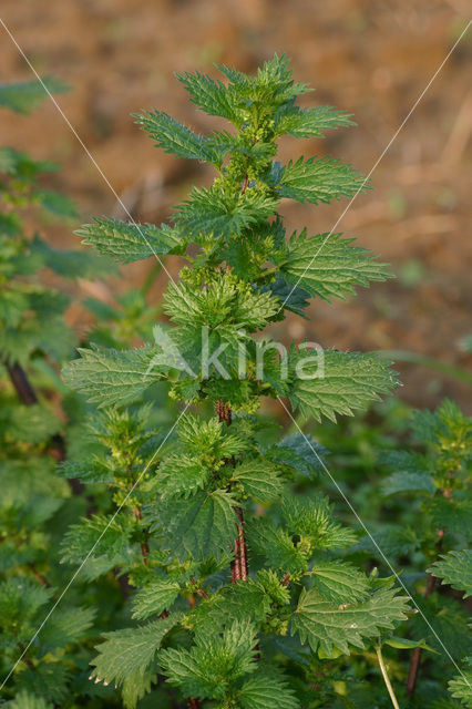 Annual Nettle (Urtica urens)