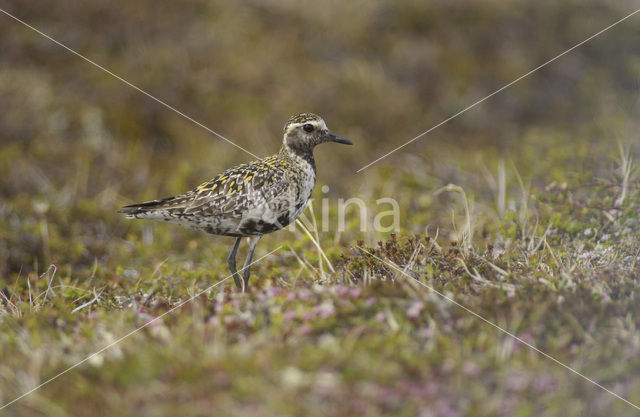 Pacific Golden-Plover (Pluvialis fulva)