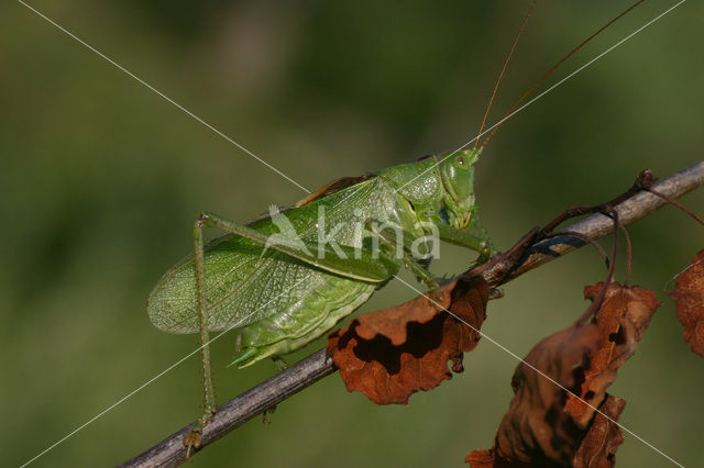 Kleine groene sabelsprinkhaan (Tettigonia cantans)