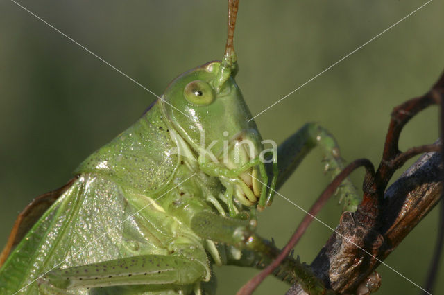 Upland Green Bush-cricket (Tettigonia cantans)