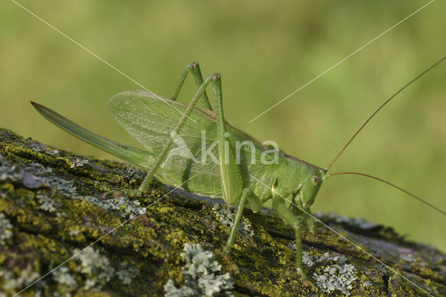 Kleine groene sabelsprinkhaan (Tettigonia cantans)