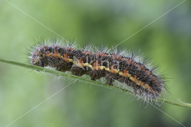 Reed Dagger (Simyra albovenosa)