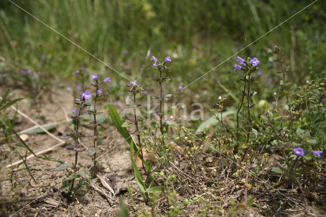 Kleine steentijm (Clinopodium acinos)