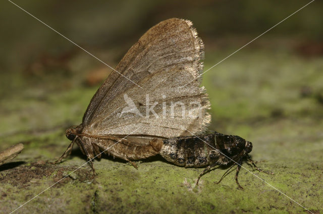 Kleine wintervlinder (Operophtera brumata)