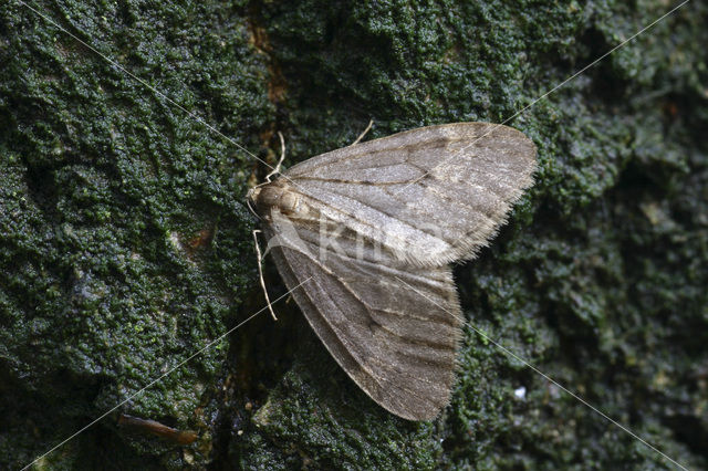 Kleine wintervlinder (Operophtera brumata)