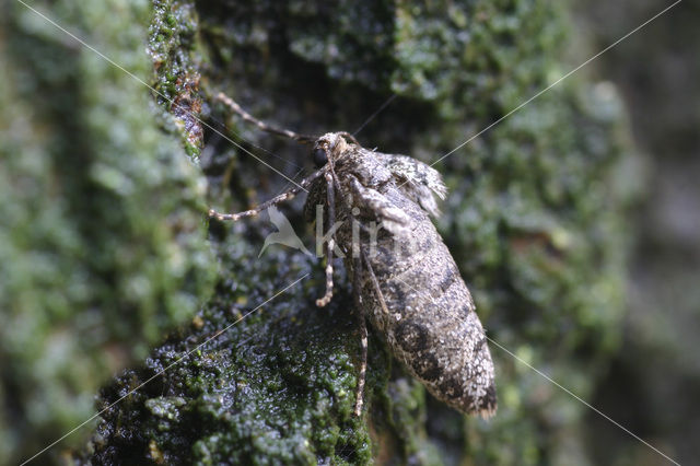 Winter Moth (Operophtera brumata)