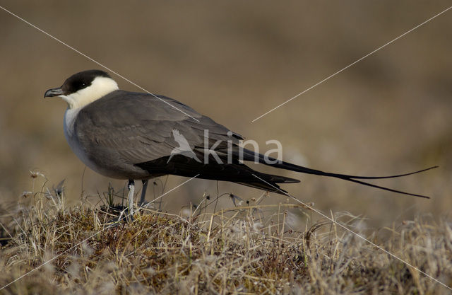 Long-tailed Jaeger (Stercorarius longicaudus)
