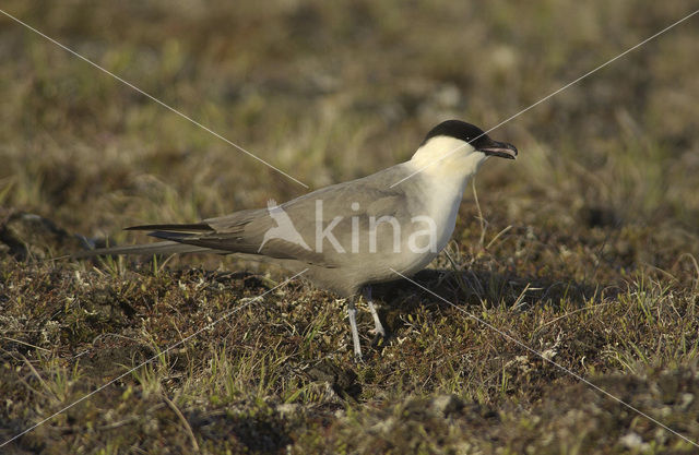 Long-tailed Jaeger (Stercorarius longicaudus)