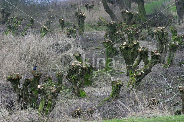 Knotwilg (Salix alba)