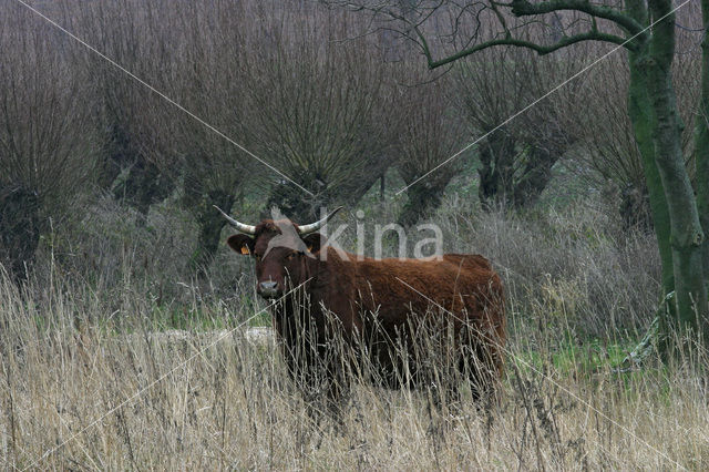 Koe (Bos domesticus)