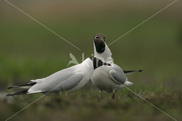 Black-headed Gull (Larus ridibundus)