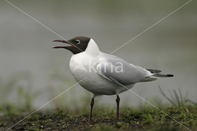 Black-headed Gull (Larus ridibundus)