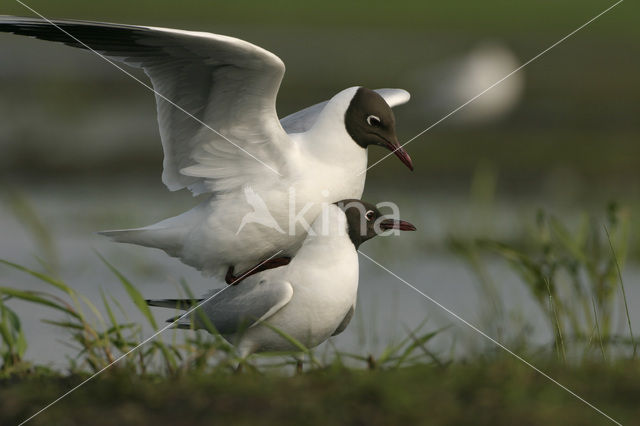 Black-headed Gull (Larus ridibundus)