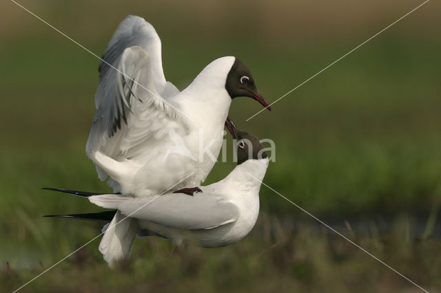 Black-headed Gull (Larus ridibundus)