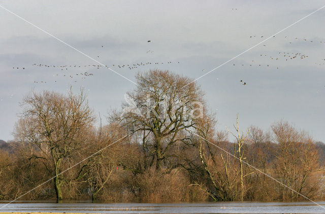 White-fronted goose (Anser albifrons)