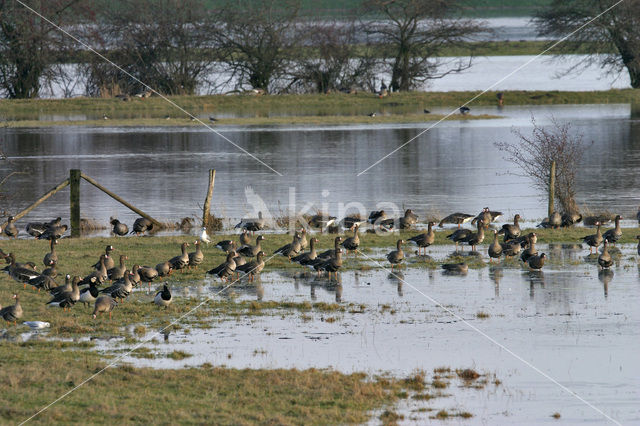 White-fronted goose (Anser albifrons)