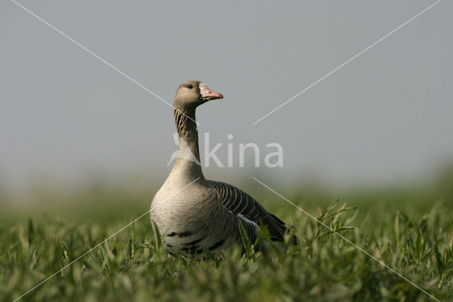 White-fronted goose (Anser albifrons)