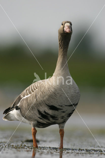 White-fronted goose (Anser albifrons)