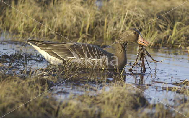 White-fronted goose (Anser albifrons)