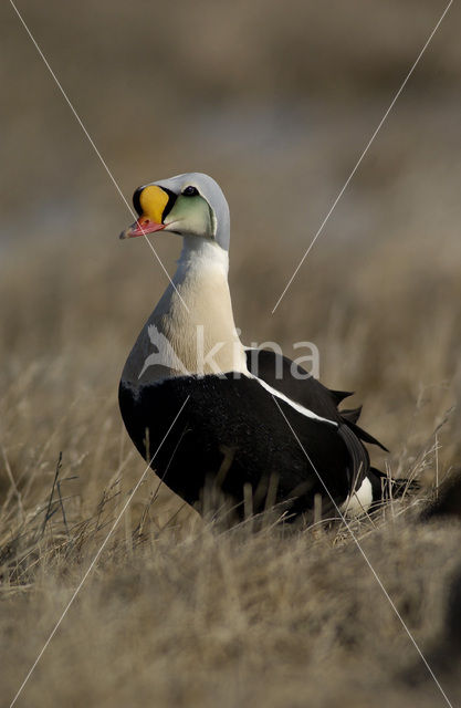 King Eider (Somateria spectabilis)