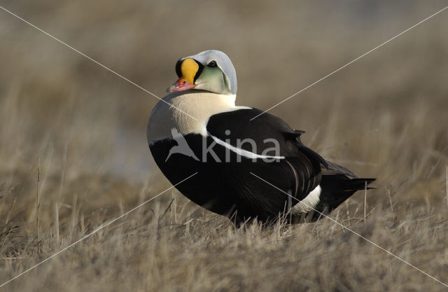 King Eider (Somateria spectabilis)