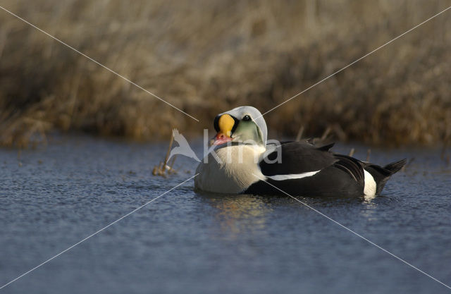 King Eider (Somateria spectabilis)