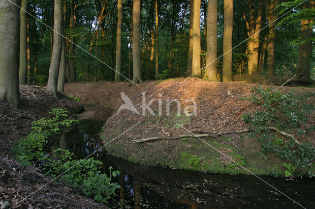 Koninklijke houtvesterij het Loo