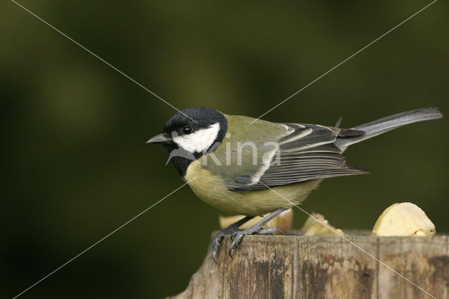 Great Tit (Parus major)