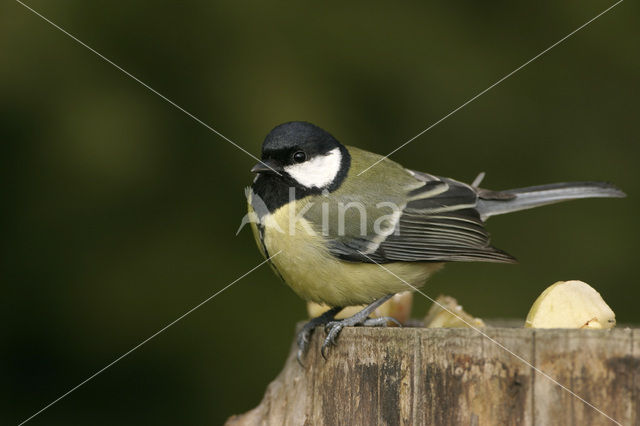 Koolmees (Parus major)