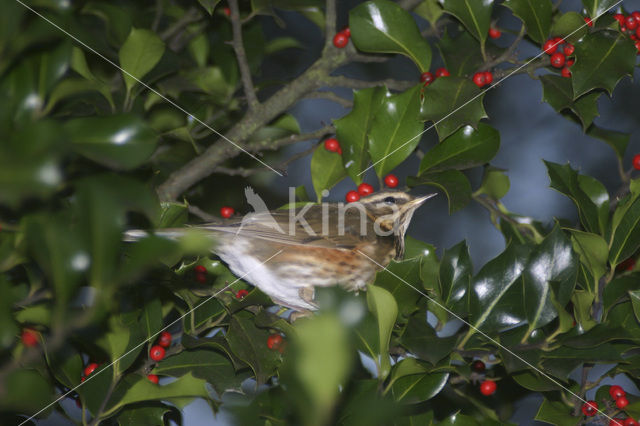 Koperwiek (Turdus iliacus)