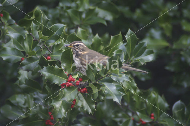 Koperwiek (Turdus iliacus)