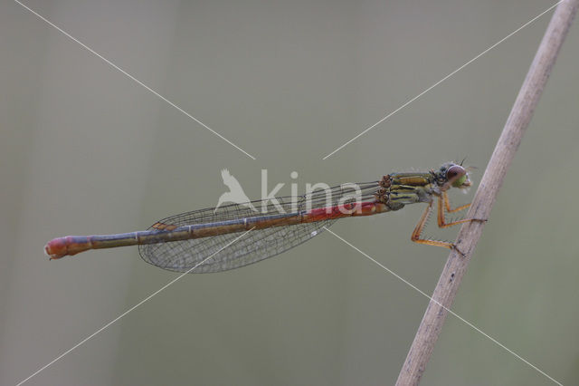Small Red Damselfly (Ceriagrion tenellum f. typica)