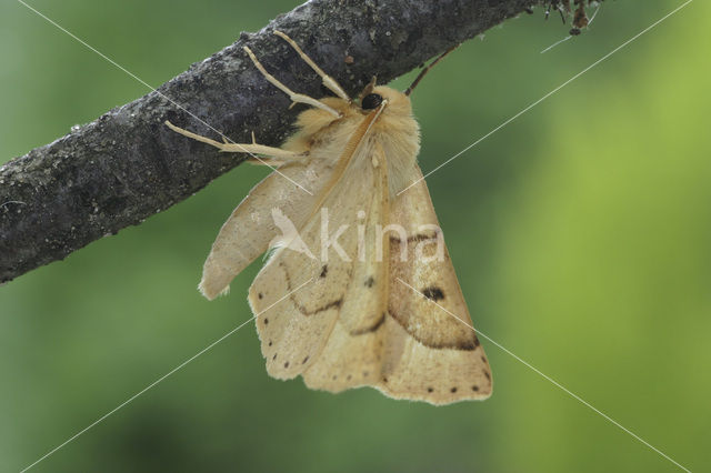 Scalloped Oak (Crocallis elinguaria)