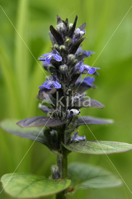 Kruipend zenegroen (Ajuga reptans)