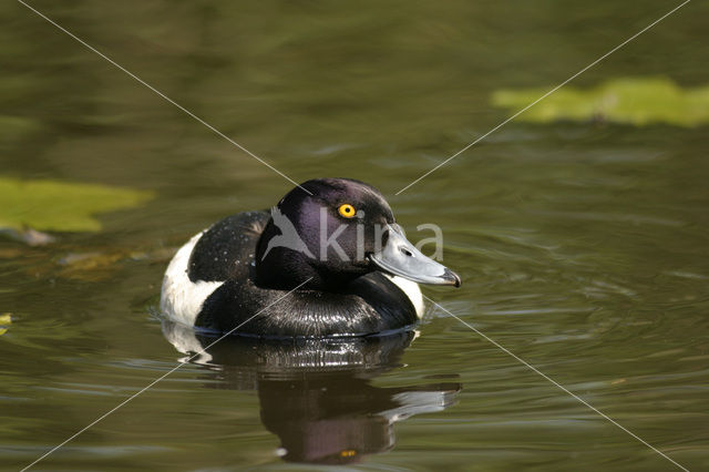 Tufted Duck (Aythya fuligula)