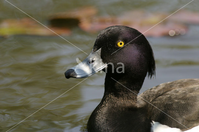 Tufted Duck (Aythya fuligula)