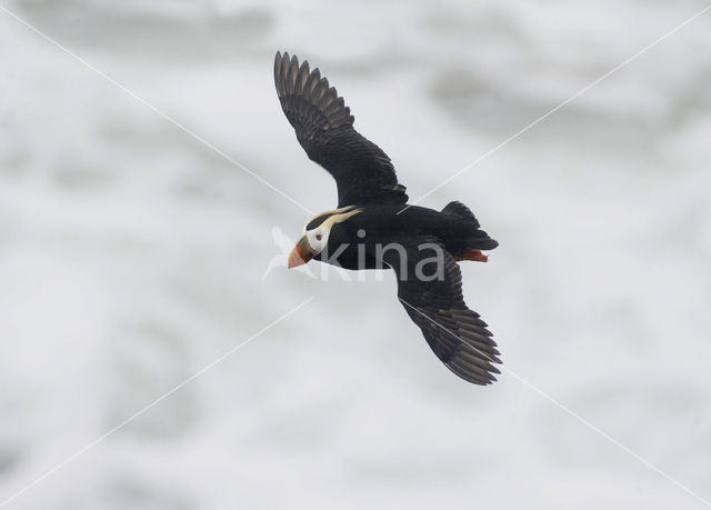 Tufted Puffin (Fratercula cirrhata)