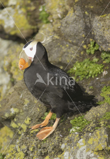 Kuifpapegaaiduiker (Fratercula cirrhata)