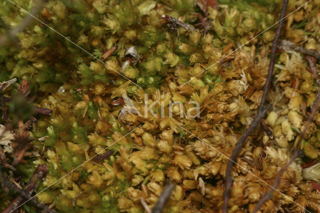 Kussentjes-veenmos (Sphagnum compactum)