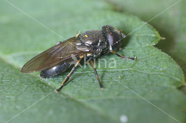 Kustgitje (Cheilosia vernalis)