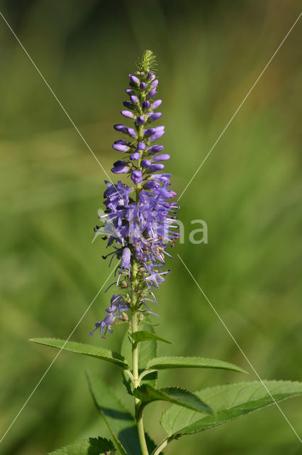 Long-leaved Speedwell (Veronica longifolia)