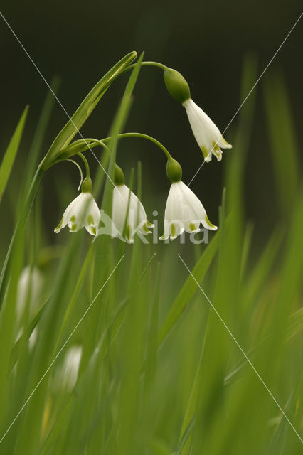 Spring Snowflake (Leucojum vernum)