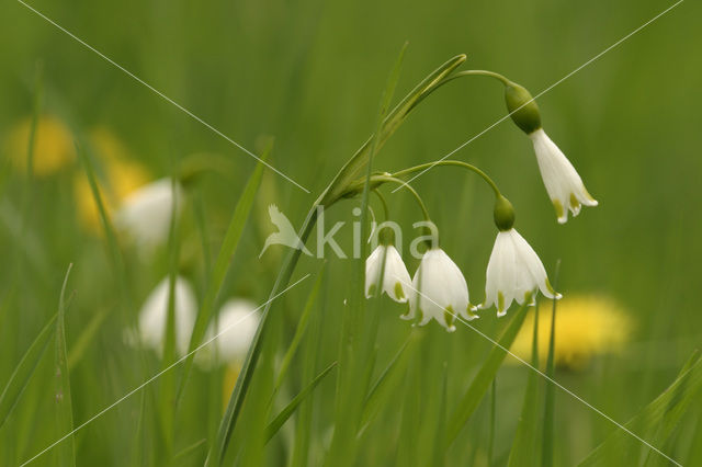 Lenteklokje (Leucojum vernum)