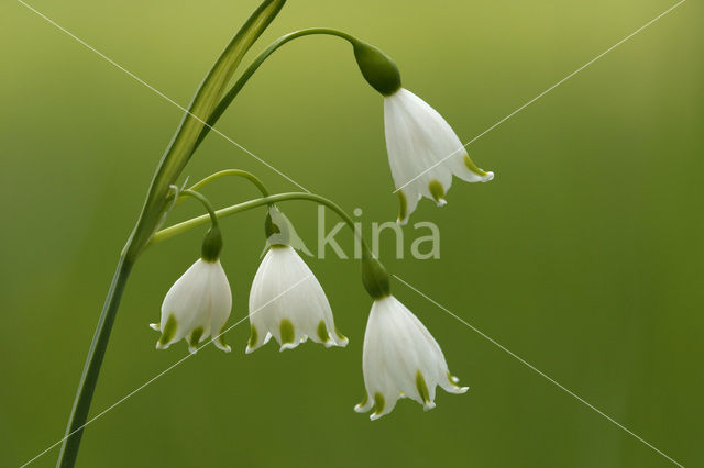 Spring Snowflake (Leucojum vernum)