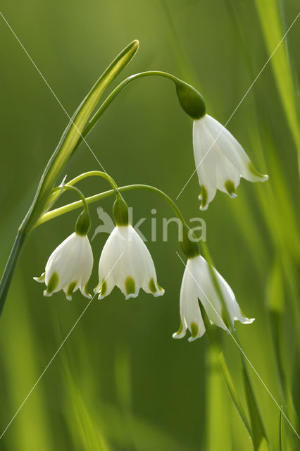 Lenteklokje (Leucojum vernum)