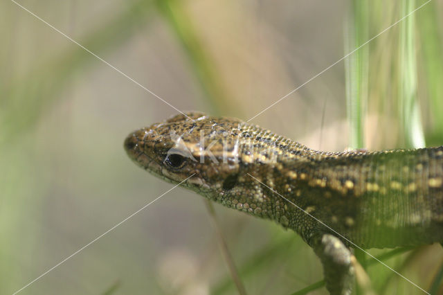 Viviparous Lizard (Zootoca vivipara)