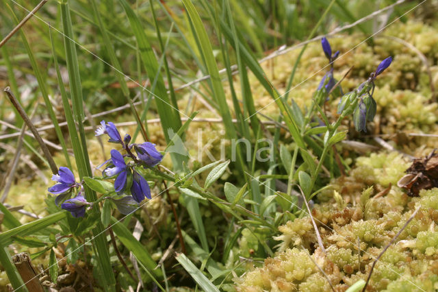 Liggende vleugeltjesbloem (Polygala serpyllifolia)