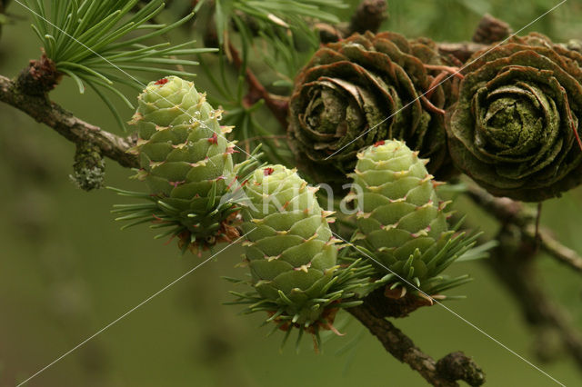 Larch (Larix)