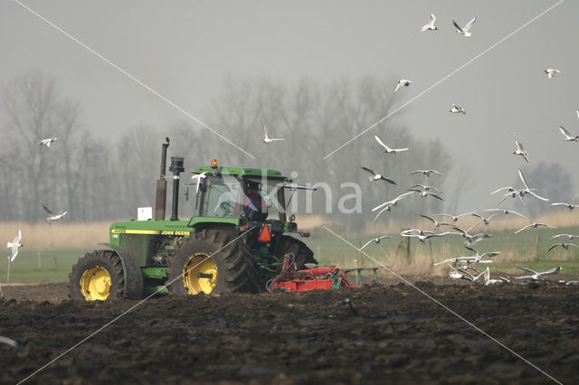 Meeuw (Larus spec.)